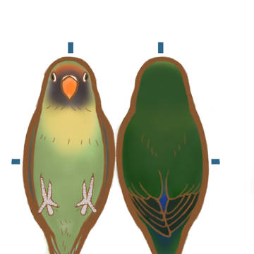 ヤエザクラインコ