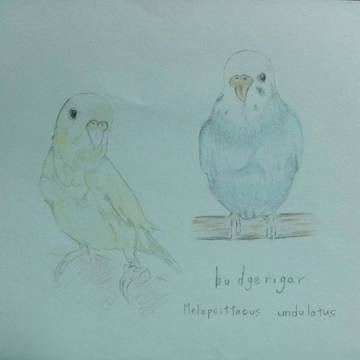 鳥 セキセイインコ イラスト