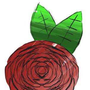 My rose