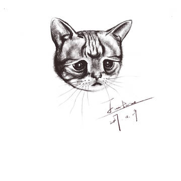 猫