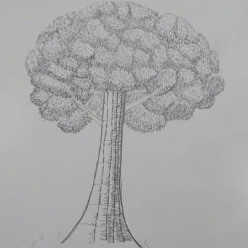 木