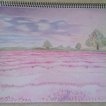 Lavender薰衣草夕陽景致