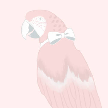 コンゴウインコ
