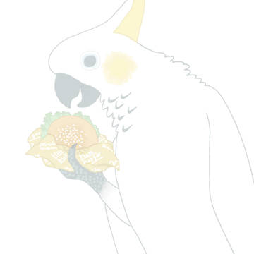 コバタン