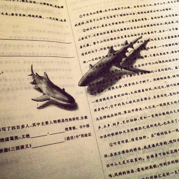 鲨鱼