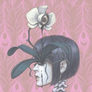 Moth Orchid