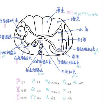 脊髓传导束