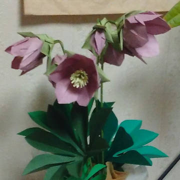 クリスマスローズ(手直し)