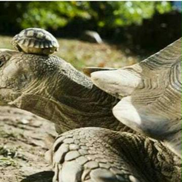 Upset Animal fathers (´∀｀)