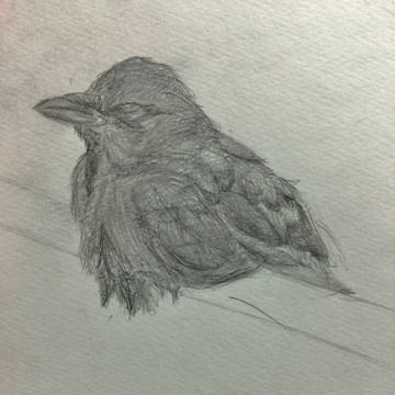 カラス