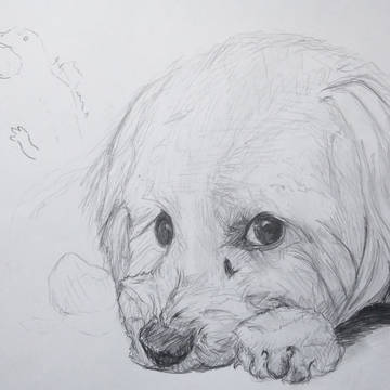 犬（習作）