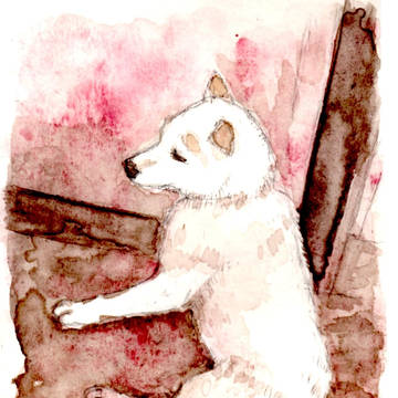 白い犬