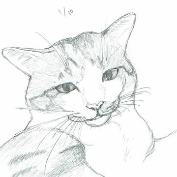 ねこ2