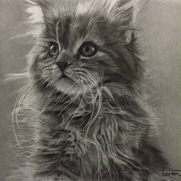 鉛筆画　mainecoon