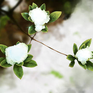 iceflower