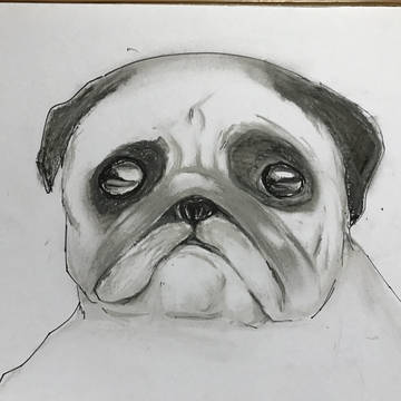 パグ