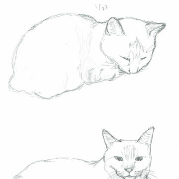 ねこ