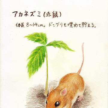 関東の森の仲間たち