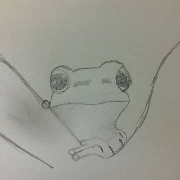 カエル 模写