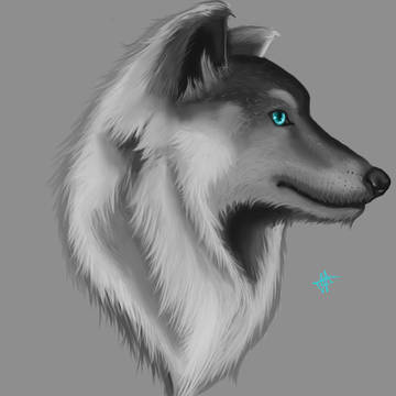 Wolf digital painting.