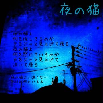 夜の猫
