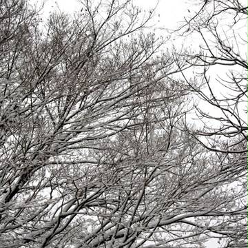 小説用表紙素材　16　【写真素材・雪景色】