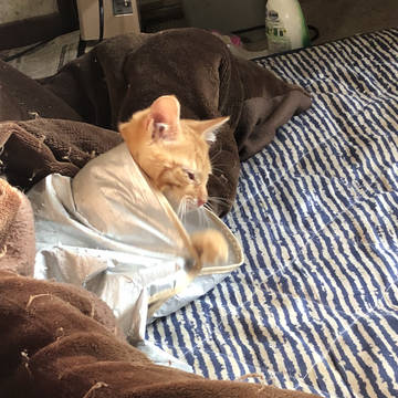 我が家の猫、麦