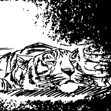 Animal sketches