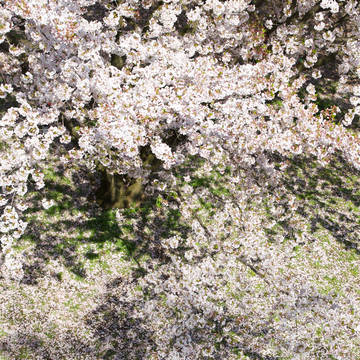桜 〜其の九〜