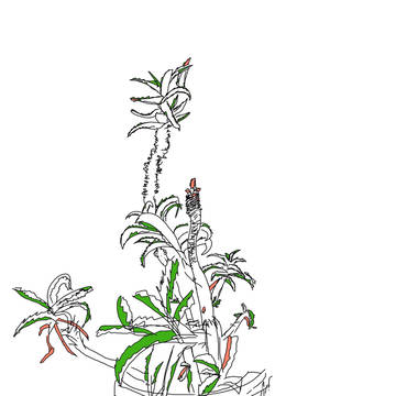 aloe