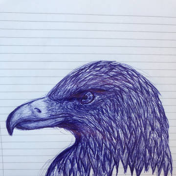 Hawk