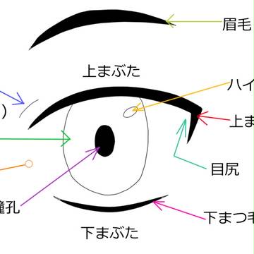 自分なりに理解した目の構成と描き方