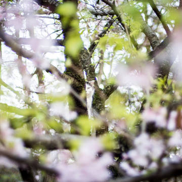 猫の桜の花見*❀٭