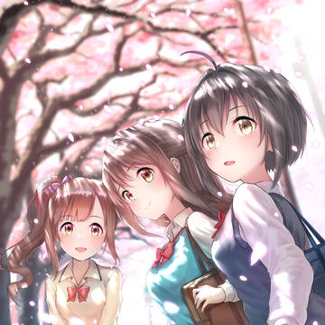 pink cherry blossoms