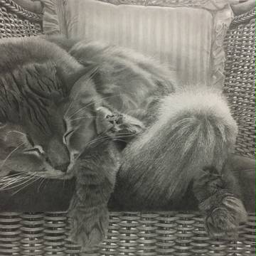 猫様
