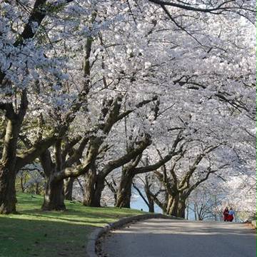 桜