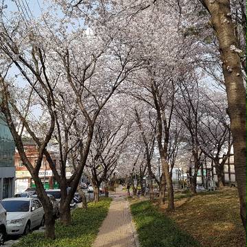 春の桜