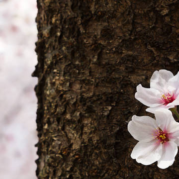 桜 〜其の十〜