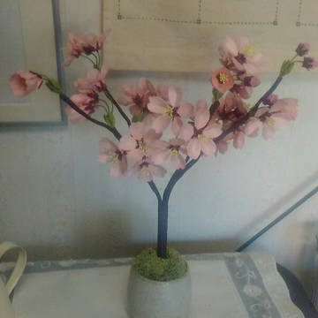 桜