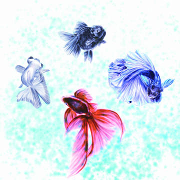 観賞魚