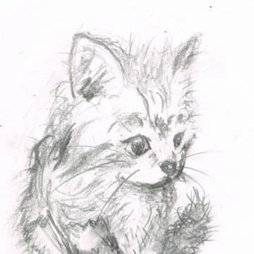 こねこがロックオン