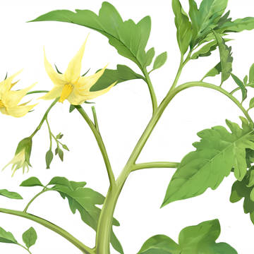 トマトの花