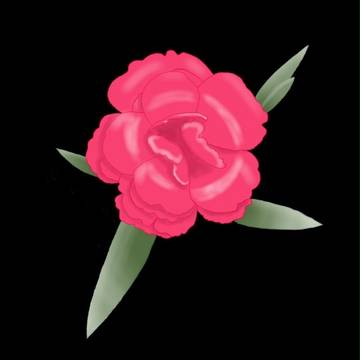Carnation