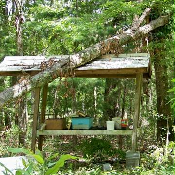 Update: tree over my hive stand