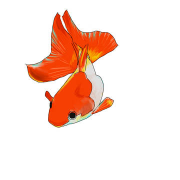 金魚一