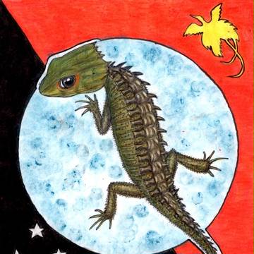 アカメカブトトカゲ