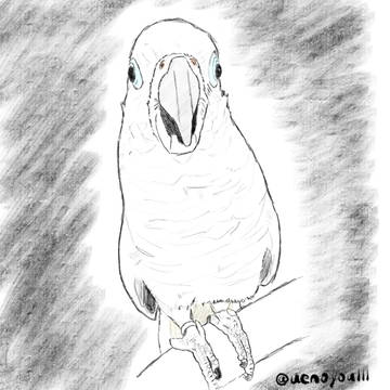 とりさん描いた