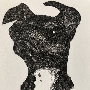 犬