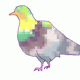 鳩
