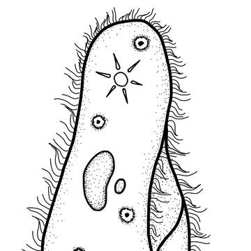 Slipper animalcule